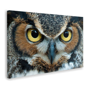 Great Owl Eye Canvas Wall Art - Canvas Prints, Prints For Sale, Painting Canvas,Canvas On Sale 