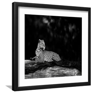 Leopard in Black and White - Art Prints, Framed Prints, Wall Art Prints, Frame Art