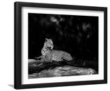 Leopard in Black and White-Canvas art,Art print,Frame art