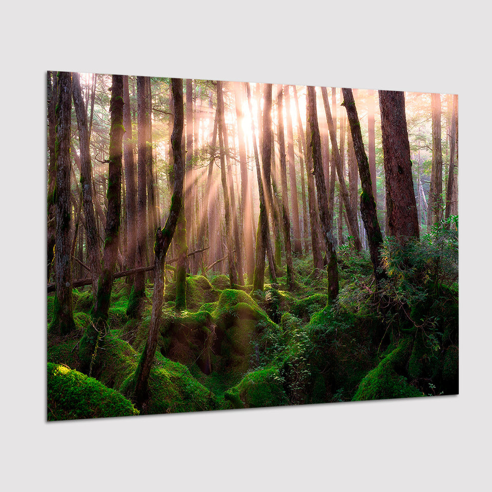 Magical Forest Morning Poster Prints Wall Art Decor, Unframe, Poster Art