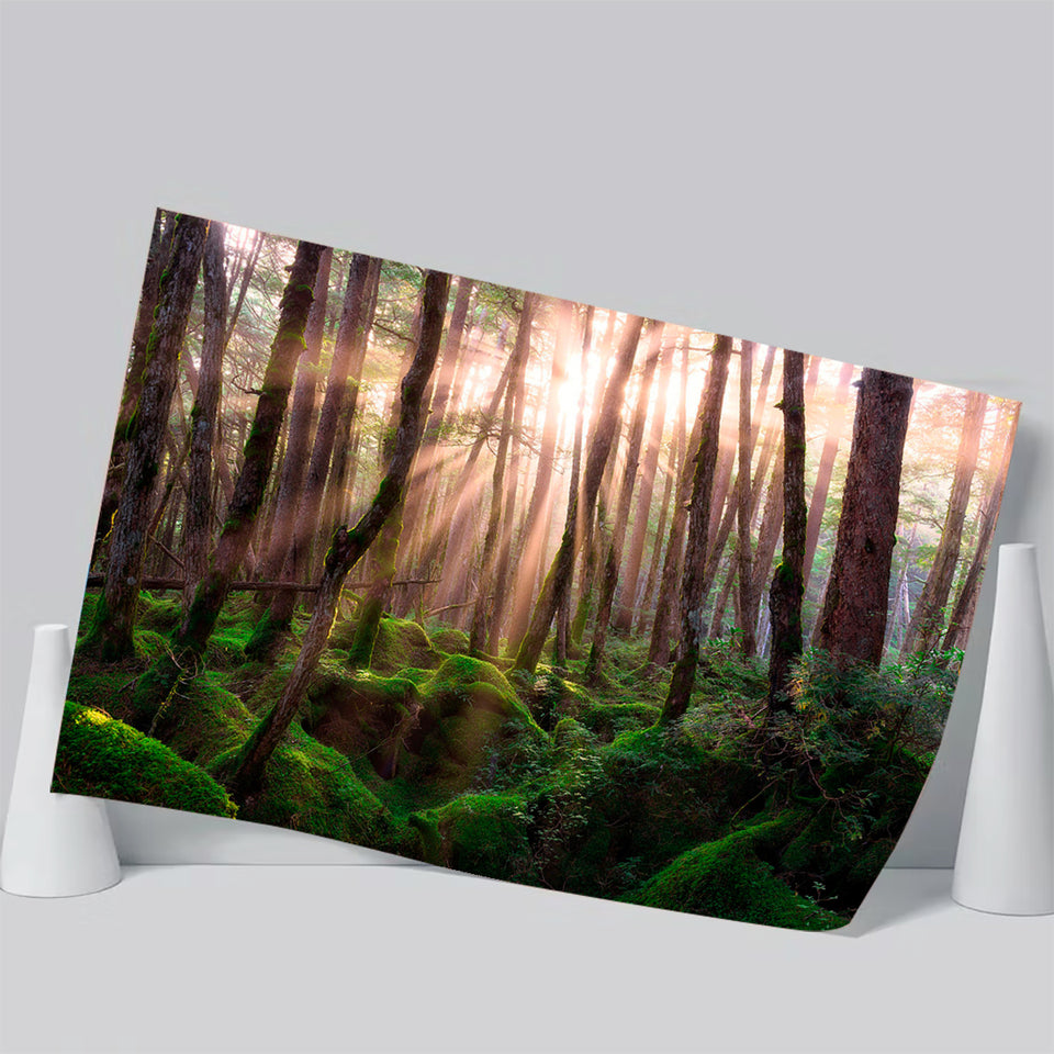 Magical Forest Morning Poster Prints Wall Art Decor, Unframe, Poster Art