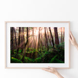 Magical Forest Morning Poster Prints Wall Art Decor, Unframe, Poster Art