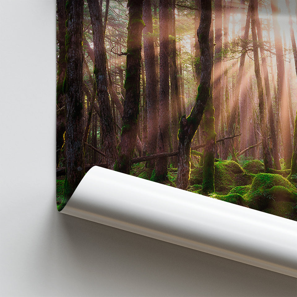 Magical Forest Morning Poster Prints Wall Art Decor, Unframe, Poster Art