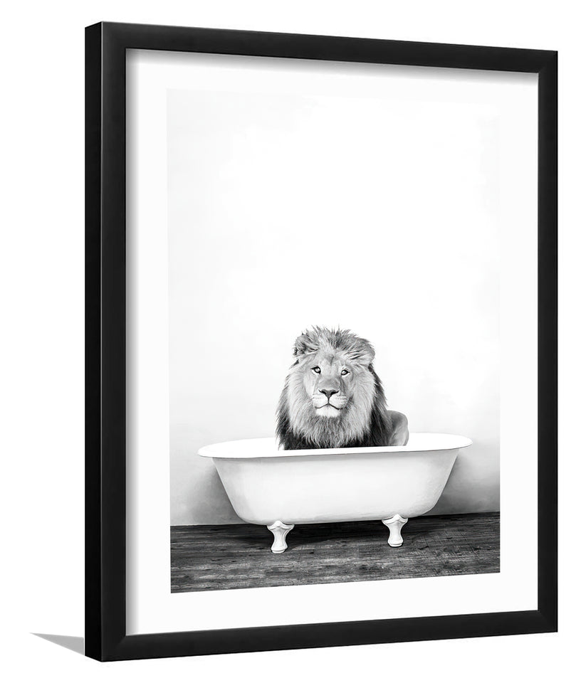 Male Lion In Bathtub In Black And White-Black and white Art, Art Print, Plexiglass Cover