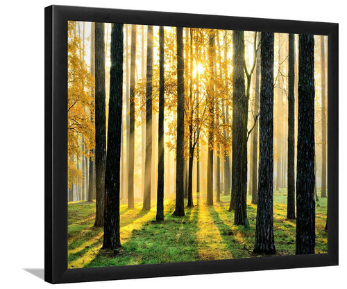 Morning Scene-Forest art, Art print, Plexiglass Cover