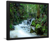 Pacific Northwest Rainforest Lush Nature-Forest art, Art print, Plexiglass Cover