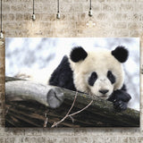 Panda Bears Cute Animals Canvas Prints Wall Art - Painting Canvas, Home Wall Decor, Painting Prints, For Sale