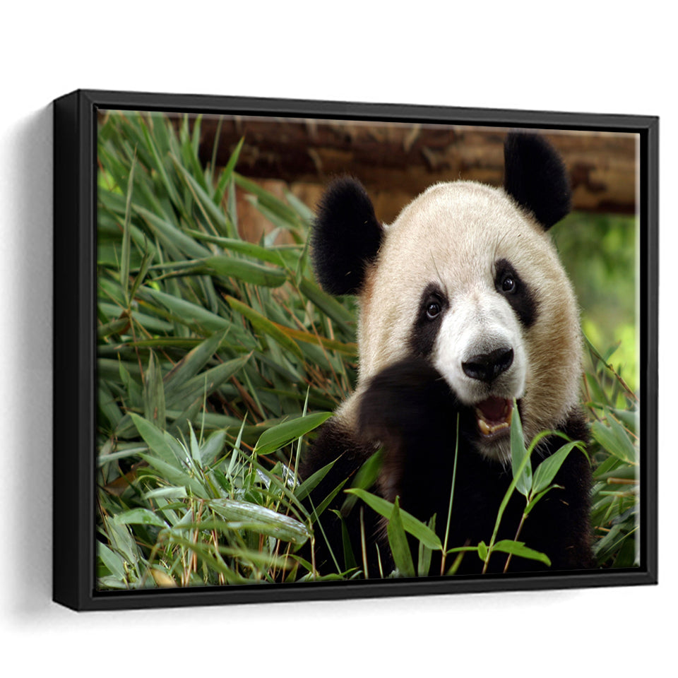 Panda Eating Eucalyptus Framed Canvas Prints Wall Art - Painting Canvas, Wall Decor, Canvas Art, Floating Frame