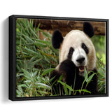 Panda Eating Eucalyptus Framed Canvas Prints Wall Art - Painting Canvas, Wall Decor, Canvas Art, Floating Frame