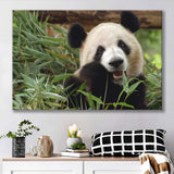 Panda Eating Eucalyptus Canvas Prints Wall Art - Painting Canvas, Wall Decor, Canvas Art, For Sale