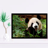 Panda Eating Eucalyptus Framed Art Prints Wall Decor - Painting Prints, Wall Art, Framed Picture, Black Frame