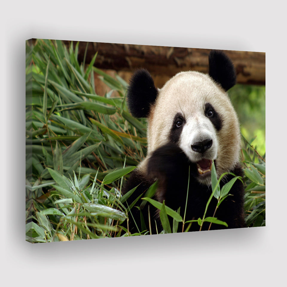 Panda Eating Eucalyptus Canvas Prints Wall Art - Painting Canvas, Wall Decor, Canvas Art, For Sale