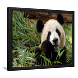 Panda Eating Eucalyptus Framed Art Prints Wall Decor - Painting Prints, Wall Art, Framed Picture, Black Frame