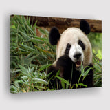 Panda Eating Eucalyptus Canvas Prints Wall Art - Painting Canvas, Wall Decor, Canvas Art, For Sale