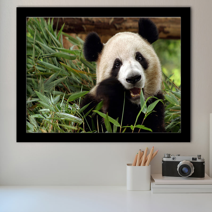 Panda Eating Eucalyptus Framed Art Prints Wall Decor - Painting Prints, Wall Art, Framed Picture, Black Frame