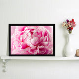 Peony With Drops Of Dew Framed Canvas Wall Art - Framed Prints, Canvas Prints, Prints for Sale, Canvas Painting