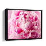 Peony With Drops Of Dew Framed Canvas Wall Art - Framed Prints, Canvas Prints, Prints for Sale, Canvas Painting