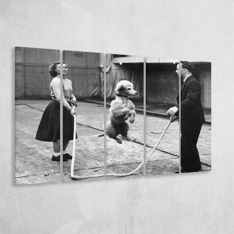 Poodle Jump Rope Black And White Print, French Poodle Larger Canvas Art, 5 Piece Canvas Prints Wall Art Decor