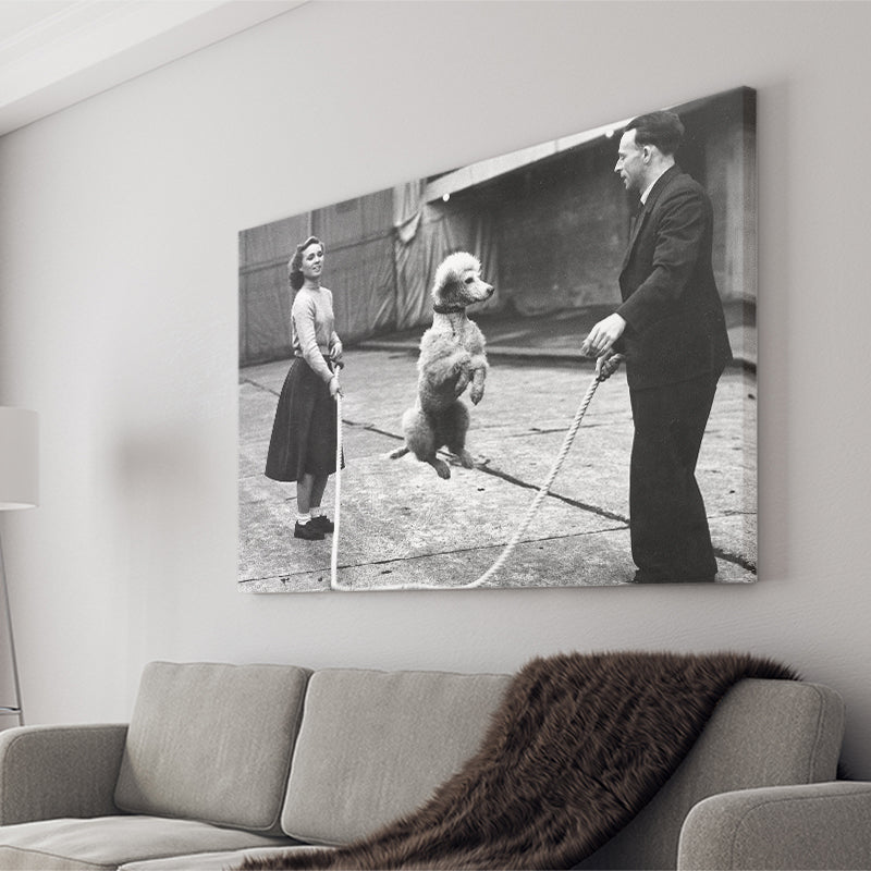 Poodle Jump Rope Black And White Print, French Poodle Canvas Prints Wall Art Home Decor