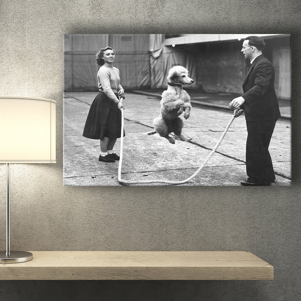 Poodle Jump Rope Black And White Print, French Poodle Canvas Prints Wall Art Home Decor