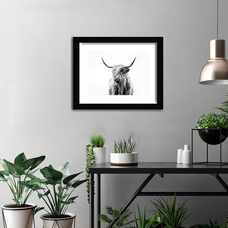 Portrait Of A Highland Cow-Black and white art, Art print,Plexiglass Cover