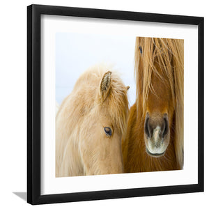 Portrait of Icelandic Horses - Art Prints, Framed Prints, Wall Art Prints, Frame Art