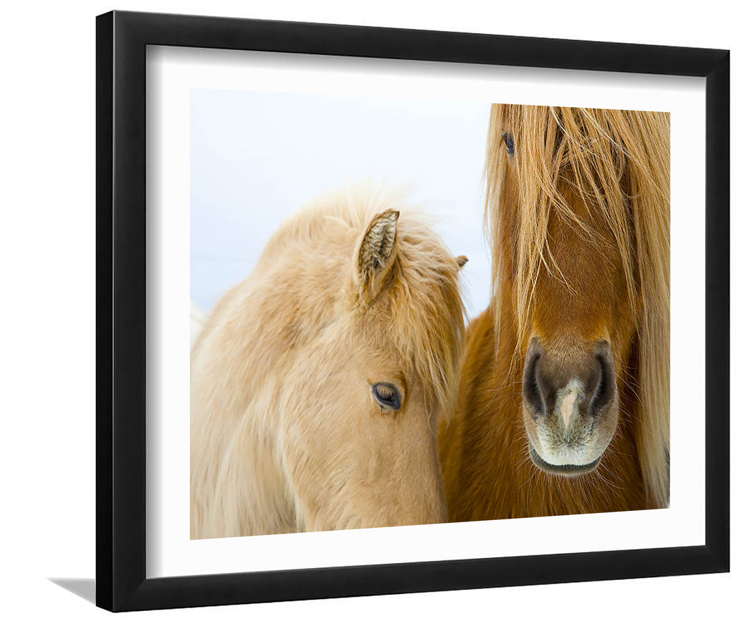 Portrait of Icelandic Horses-Canvas art,Art print,Frame art