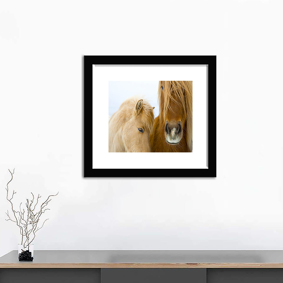 Portrait of Icelandic Horses - Art Prints, Framed Prints, Wall Art Prints, Frame Art