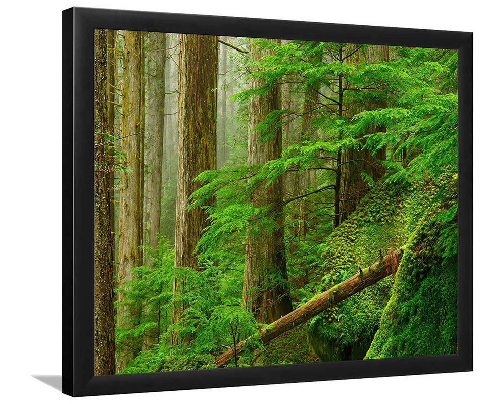 Princess Louisa Inlet Forest-Forest art, Art print, Plexiglass Cover