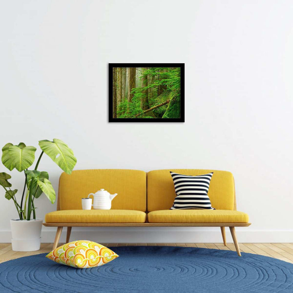 Princess Louisa Inlet Forest-Forest art, Art print, Plexiglass Cover