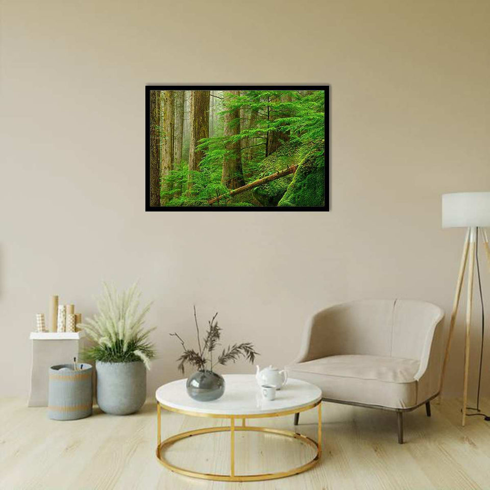 Princess Louisa Inlet Forest-Forest art, Art print, Plexiglass Cover