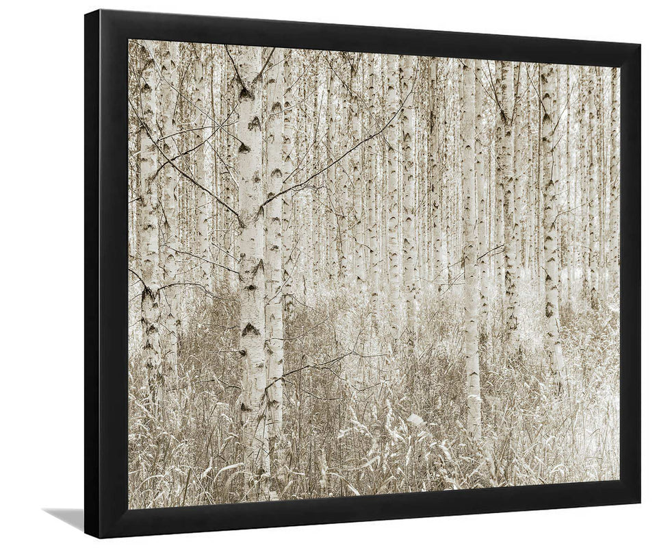 Quiet Birch Forest-Forest art, Art print, Plexiglass Cover