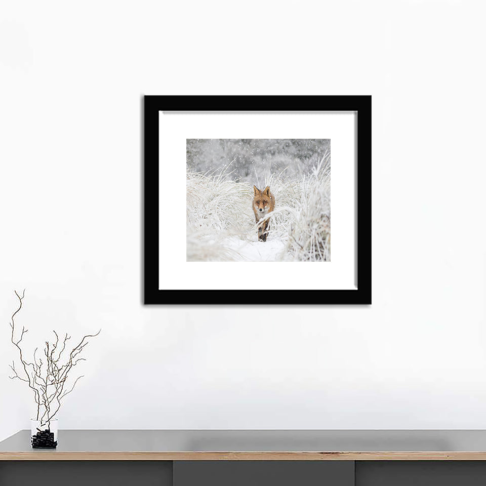 Red Fox in Winter Forest - Art Prints, Framed Prints, Wall Art Prints, Frame Art