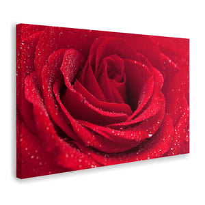 Rose  Canvas Wall Art - Canvas Prints, Prints For Sale, Painting Canvas,Canvas On Sale 