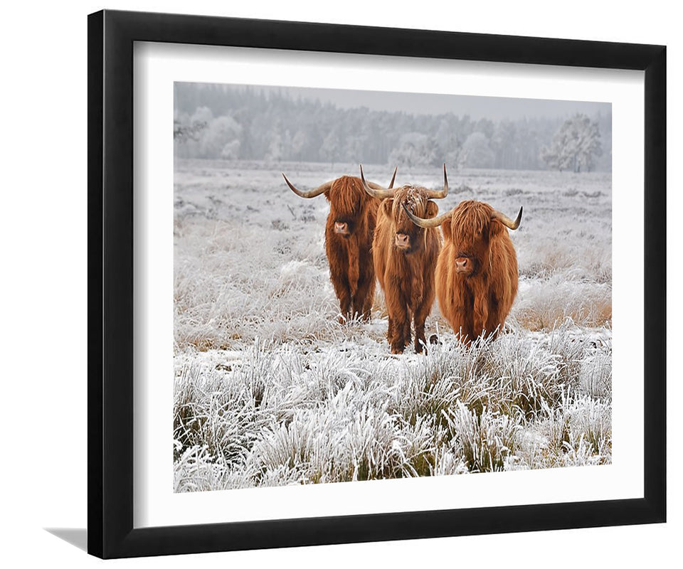 Scottish Highlanders Cows-Canvas art,Art print,Frame art
