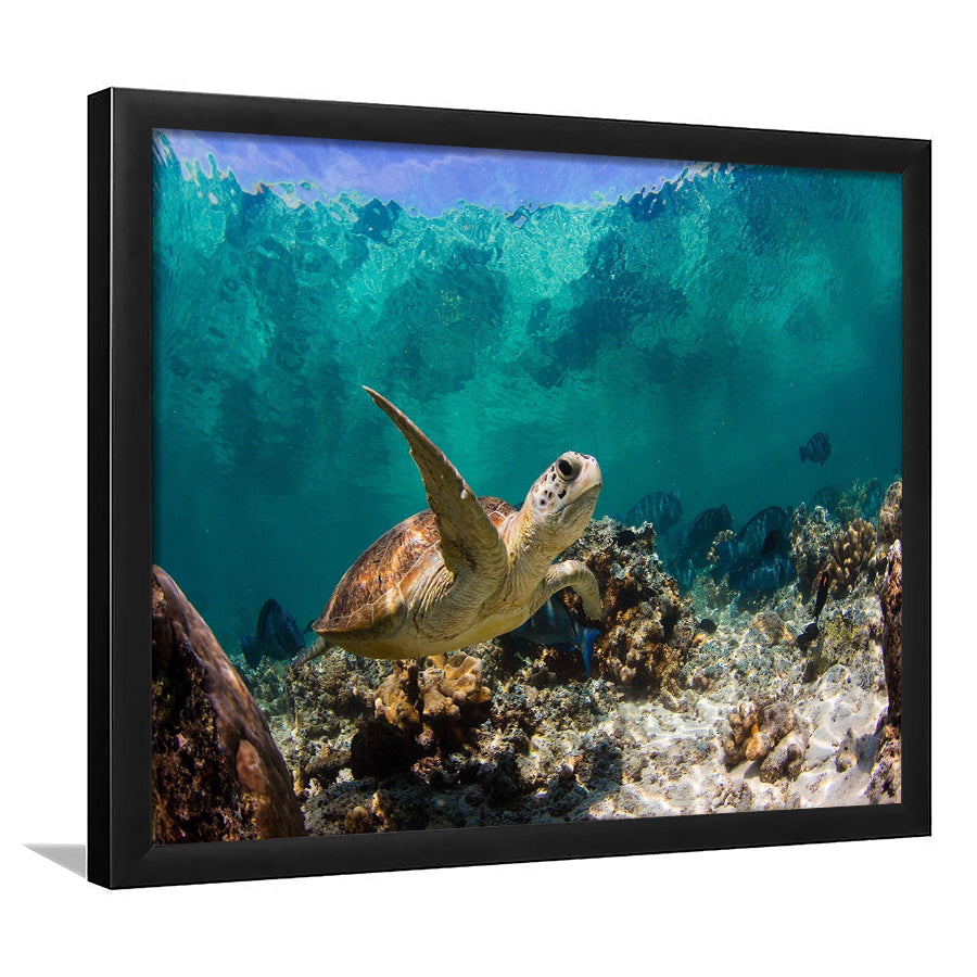 Sea Turtle Framed Art Prints Wall Decor - Painting Art, Black