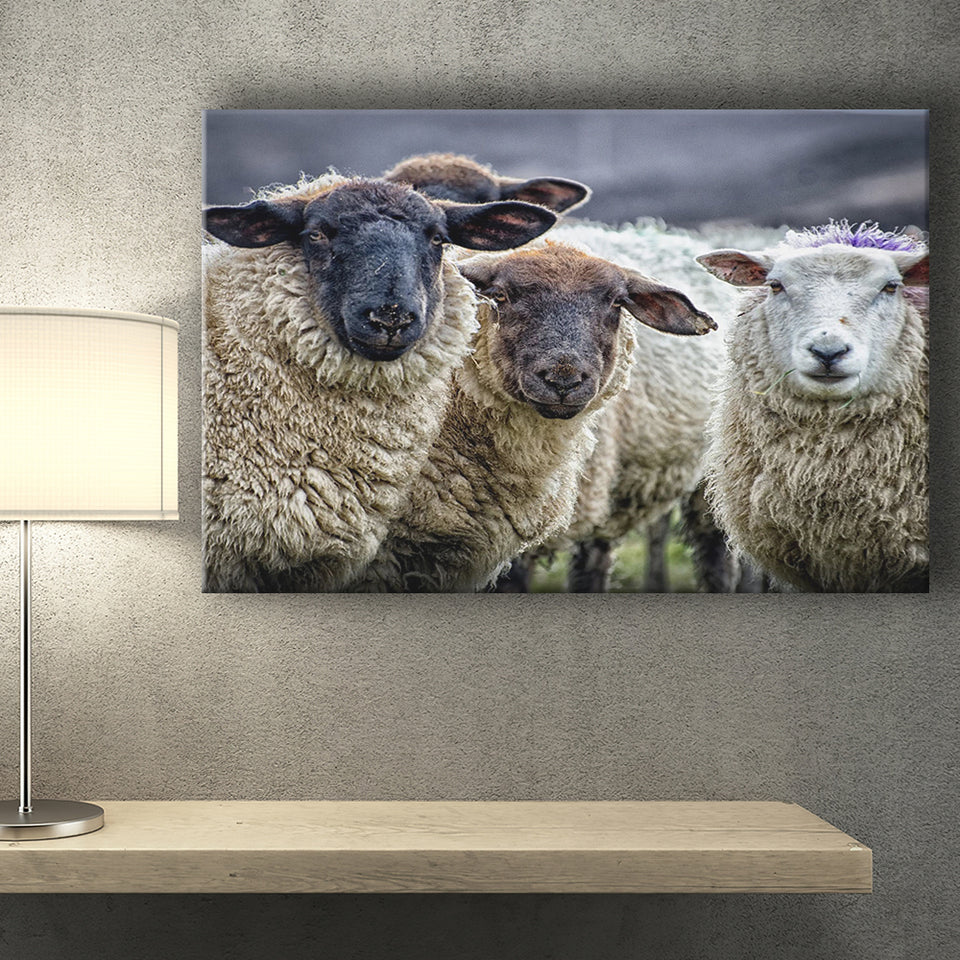 Sheep Domestic Animal Canvas Prints Wall Art - Painting Canvas, Wall Decor, Canvas Art, For Sale