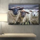 Sheep Domestic Animal Canvas Prints Wall Art - Painting Canvas, Wall Decor, Canvas Art, For Sale