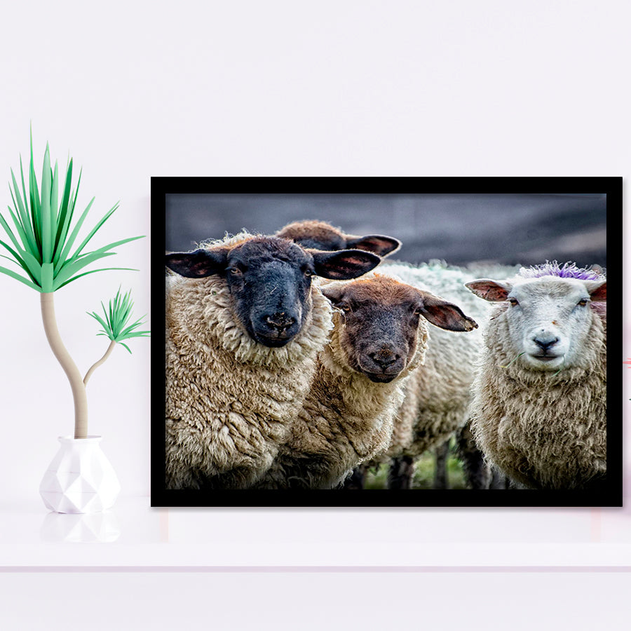 Sheep Domestic Animal Framed Art Prints Wall Decor - Painting Prints, Wall Art, Framed Picture, Black Frame