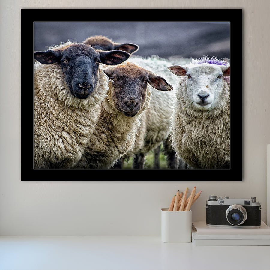 Sheep Domestic Animal Framed Art Prints Wall Decor - Painting Prints, Wall Art, Framed Picture, Black Frame
