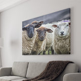Sheep Domestic Animal Canvas Prints Wall Art - Painting Canvas, Wall Decor, Canvas Art, For Sale