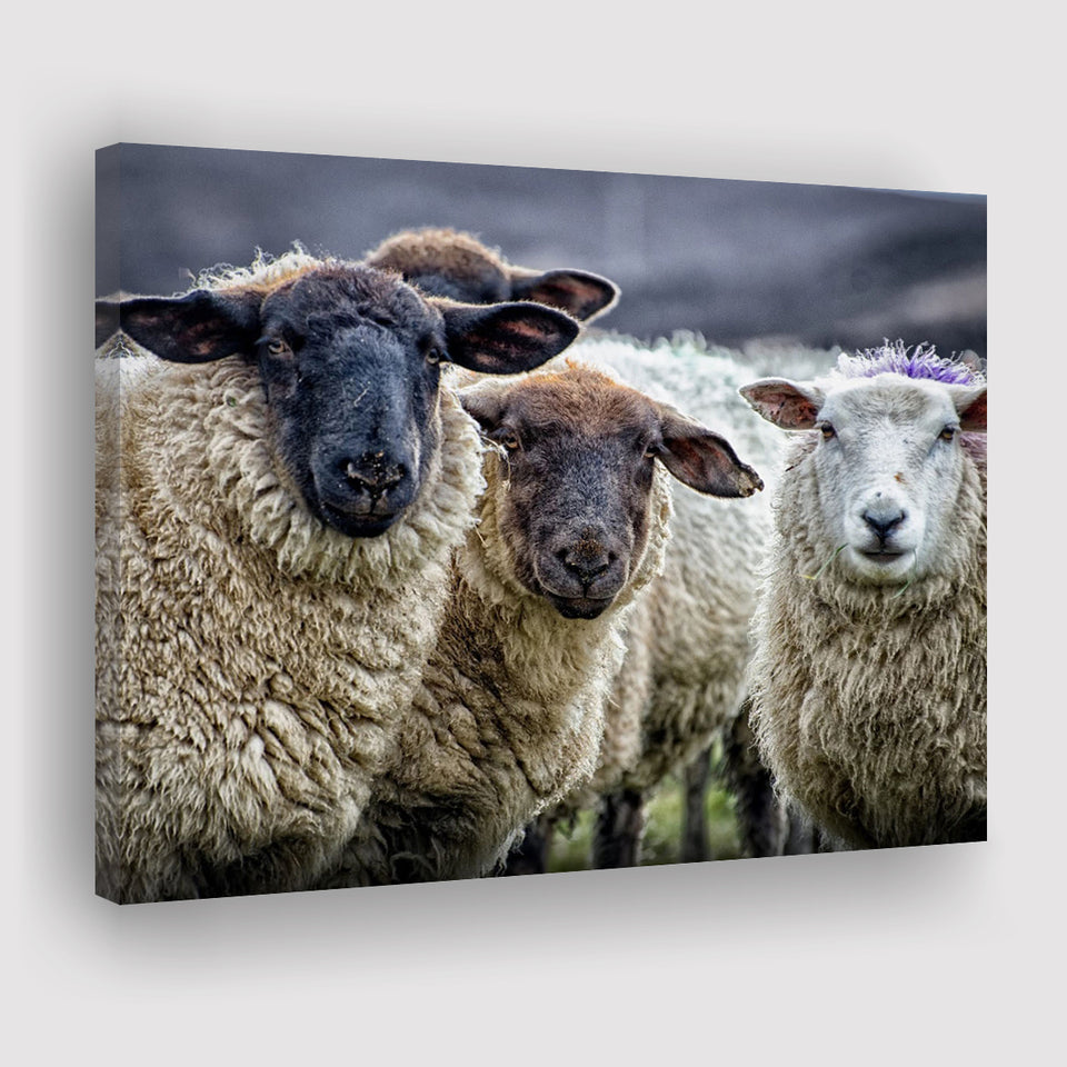 Sheep Domestic Animal Canvas Prints Wall Art - Painting Canvas, Wall Decor, Canvas Art, For Sale
