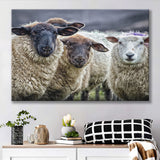 Sheep Domestic Animal Canvas Prints Wall Art - Painting Canvas, Wall Decor, Canvas Art, For Sale