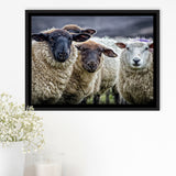 Sheep Domestic Animal Framed Canvas Prints Wall Art - Painting Canvas, Wall Decor, Canvas Art, Floating Frame