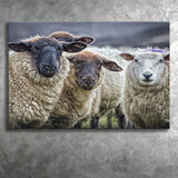 Sheep Domestic Animal Canvas Prints Wall Art - Painting Canvas, Wall Decor, Canvas Art, For Sale