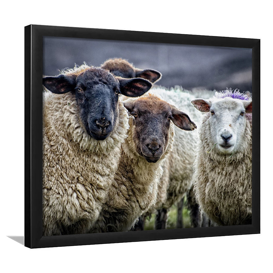 Sheep Domestic Animal Framed Art Prints Wall Decor - Painting Prints, Wall Art, Framed Picture, Black Frame