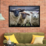 Sheep Domestic Animal Framed Art Prints Wall Decor - Painting Prints, Wall Art, Framed Picture, Black Frame