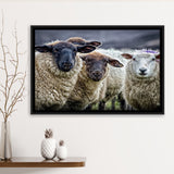 Sheep Domestic Animal Framed Canvas Prints Wall Art - Painting Canvas, Wall Decor, Canvas Art, Floating Frame
