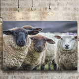 Sheep Domestic Animal Canvas Prints Wall Art - Painting Canvas, Wall Decor, Canvas Art, For Sale
