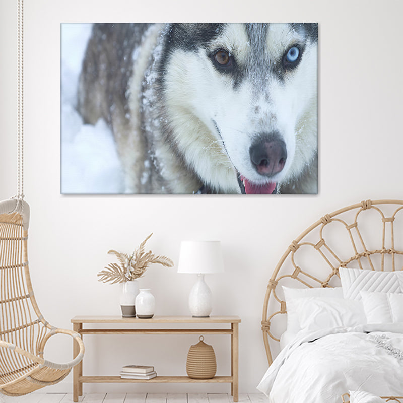 Siberian husky clearance wall art